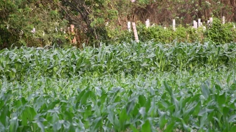 Corn Crop Field, Lush Corn Crops Growing, Vast Corn Plantation Stock Footage 300897177