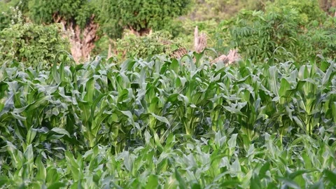 Corn Crop Field, Lush Corn Crops Growing, Vast Corn Plantation Stock Footage 300897527