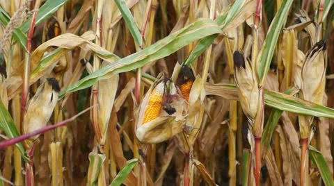 Corn crop Video stock 12299967