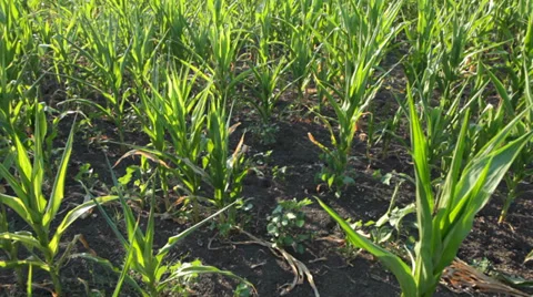 Corn crop Stock Footage 35760816
