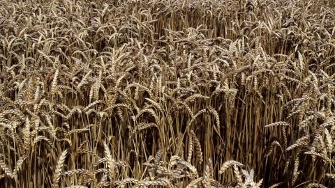 Corn crop. Video stock 78705621