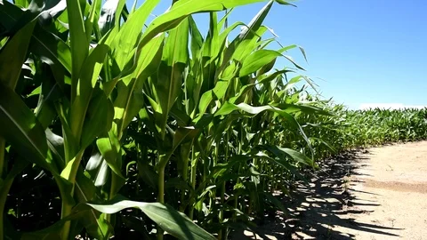 Corn crop growing in bright sunshine, close-up shot down row. Stock-Footage 92088381