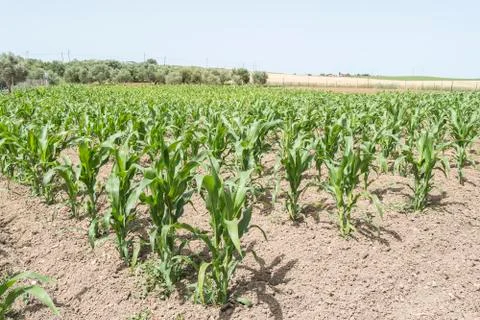 Corn crop growing Stock Photos