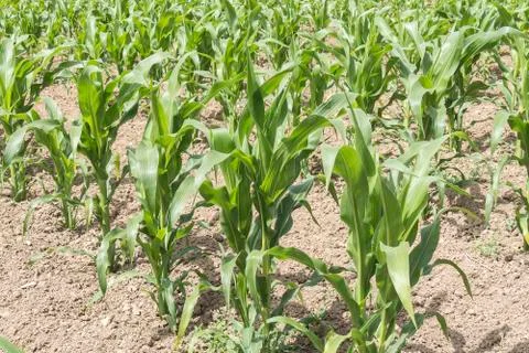 Corn crop growing Stock Photos