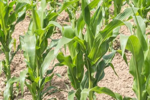 Corn crop growing Stock Photos