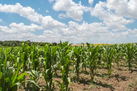 Corn crop growing Stock Photos
