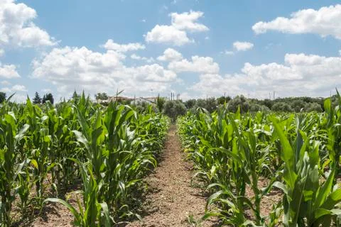 Corn crop growing Stock Photos