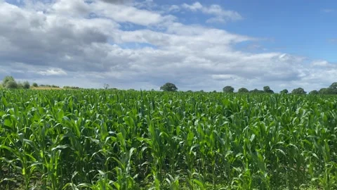 Corn crop growing in the summer sun leaves blowing in the wind Video stock 136035300