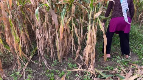 Corn Crop Harvesting in Field | Maize Harvesting Agriculture Video Видео 317312435