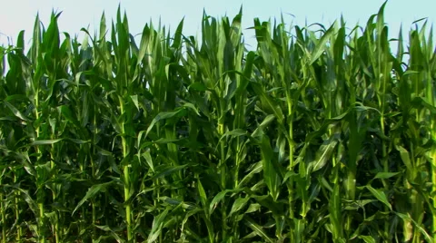 Corn Crop HD Video stock 41233978