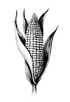 Corn crop Stock Illustration