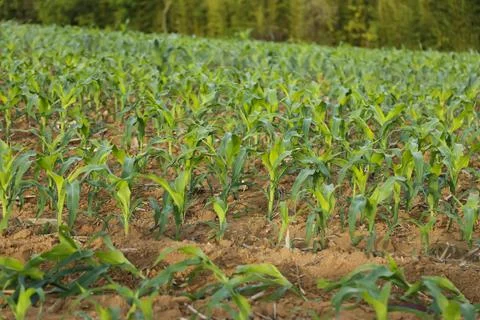 Corn crop in the initial phase of development Stock Photos