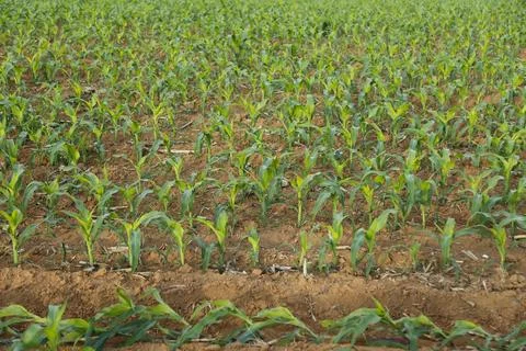 Corn crop in the initial phase of development Stock Photos