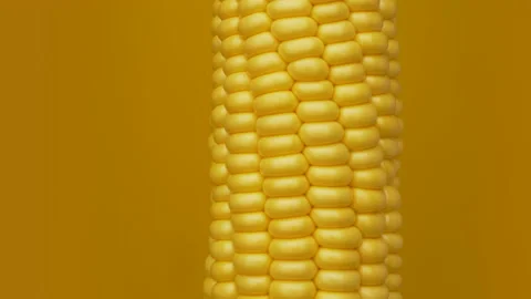 Corn Crop - Maize Grain Ingredient Stock Footage 157600855