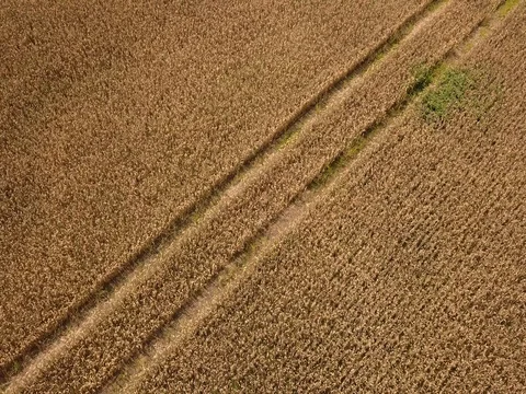 Corn crop or wheat field aerial view Stock Footage 84861769