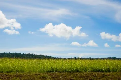 Corn crop Foto stock