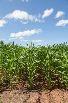 Corn crop Stock Photos