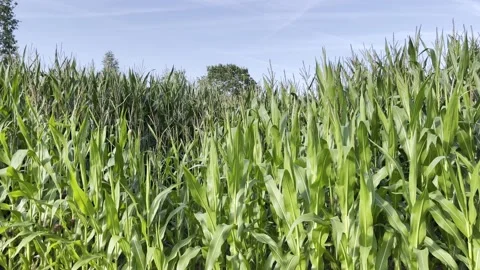 Corn crop plot field agriculture dutch wind blue sky wheat farm green growin Vídeos de archivo 208502644