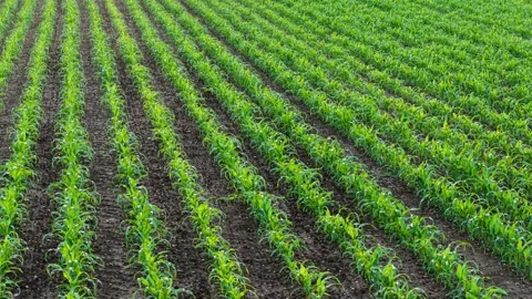 Corn crop rows extending across arable land with healthy green growth. Drone Stock Footage 337878743