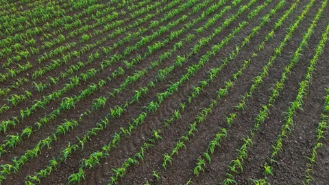 Corn crop rows extending across cultivated farmland with uniform plant density Stock Footage 337878744