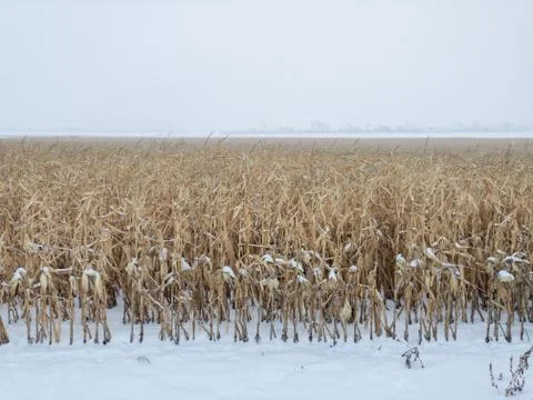 Corn crop still waiting to be harvested in snow Foto stock