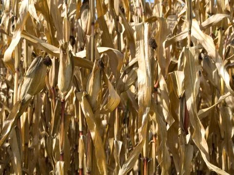 Corn crop at summer 스톡 사진