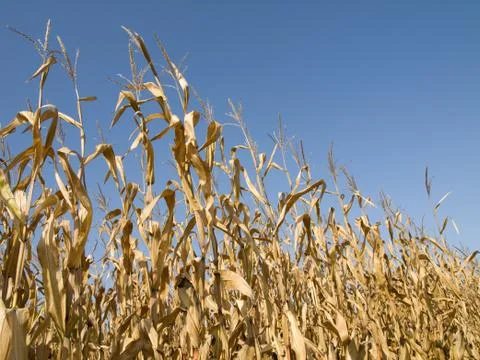 Corn crop at summer Foto stock