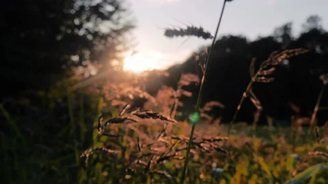 Corn crop in the sunlight creating lens flare Stock Footage