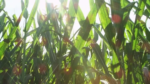 Corn crop on  a sunny day, Stock Footage 56556591