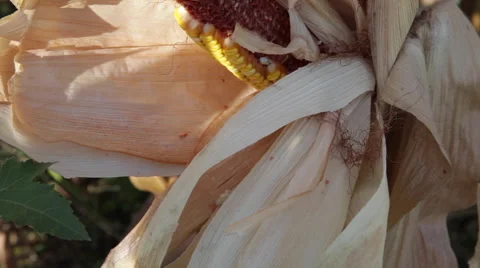 Corn crop,cornfield destroyed by rats,severe damage,harvest affected by rodents Stock Footage 42133459