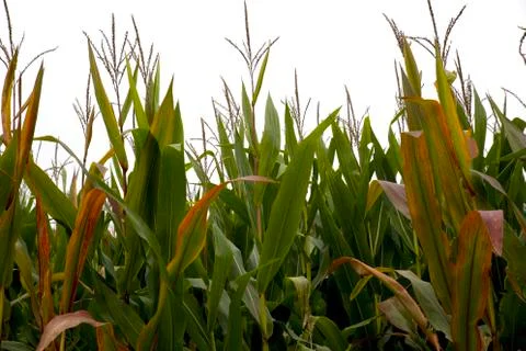 Corn crops close-up crops background. copy space Stock Photos