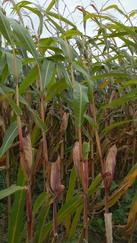 Corn Crops Close-Up Stock Footage 253496156