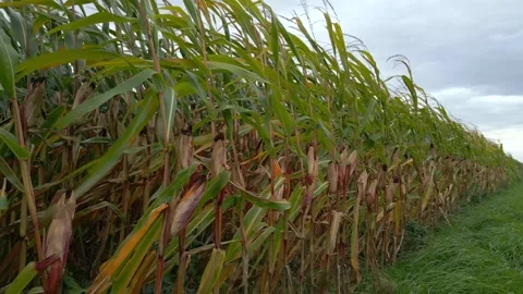 Corn Crops Close-Up Stock Footage 253496214