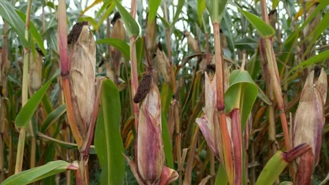 Corn Crops Close-Up Stock Footage 253496280
