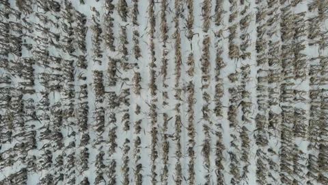 Corn crops covered with snow 動画素材 171539058