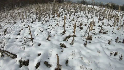Corn crops covered with snow 動画素材 171539257