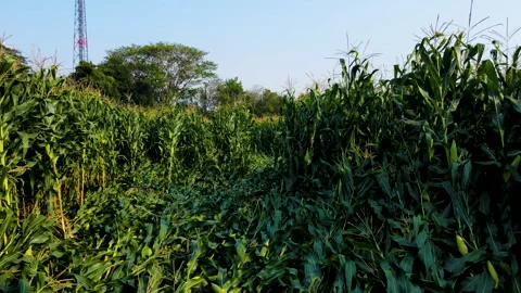 Corn crops damaged by the storm Stock Footage 267870823