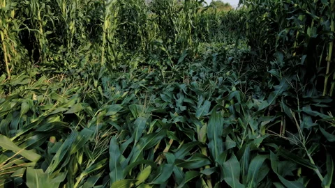 Corn crops damaged by the storm Video stock 275367873