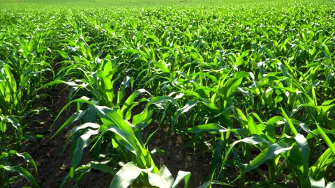Corn crops during the period of active growth. The theme of corn. Stock Footage 245098953