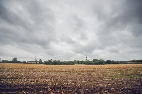 Corn crops on a field in the fall Stock Photos