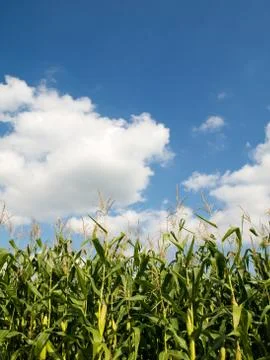 Corn crops field Foto stock