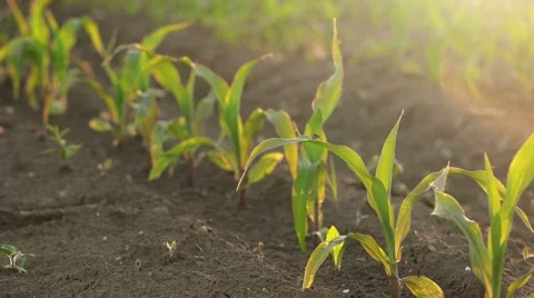 Corn crops growing in rows Stock-Footage 63641572