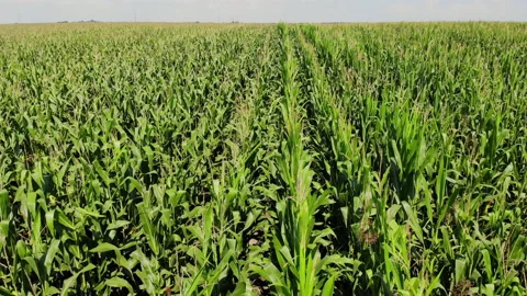 Corn crops quality inspection by drone Stock Footage 136056951