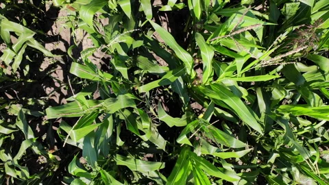 Corn crops quality inspection by drone Video stock 136062948