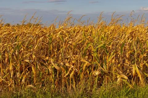Corn Crops Ready Harvest Stock Photos