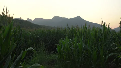 Corn crops sunrise mountain Stock Footage 130354945