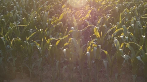Corn Crops at Sunset Panning In a Field 库存影片 91946026