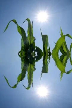 Corn crops water reflection Fotos Stock