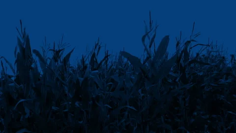 Corn Crops On Windy Night Vidéo 170142859