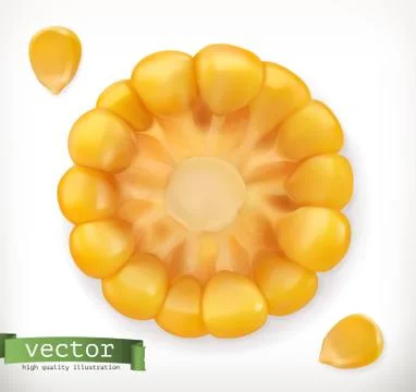 Corn cross section and grain. 3d vector icon Stock Illustration